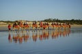 Tourist riding camels at sunset at a Cable Beach