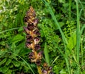 Broomrape aka broom-rape - parasitic plant, Europe