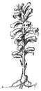 Broomrape or broom-rape, vintage engraving Royalty Free Stock Photo