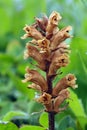 Broomrape Royalty Free Stock Photo
