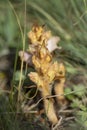 Broomrape in a meadow