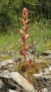 Broomrape, Orobanche gracilis Royalty Free Stock Photo