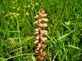 Broomrape Royalty Free Stock Photo