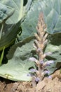 Broomrape (Orobanche ramosa)