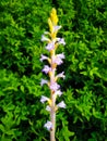 Broomrape Royalty Free Stock Photo