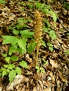 Broomrape in spring in Germany Royalty Free Stock Photo