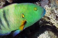 A Broomtail Wrasse Cheilinus lunulatus in the Red Sea Royalty Free Stock Photo