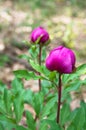 Broteroi Peony, flower closeup. Paeonia broteroi