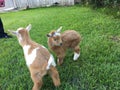 Brother goats Royalty Free Stock Photo