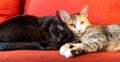 Brother and sister cat cuddle on couch Royalty Free Stock Photo