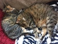 Brother and Sister Tabby Cats Royalty Free Stock Photo