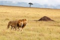 Male lion in the Masai Mara