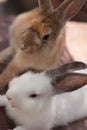 Brothers bunnies Royalty Free Stock Photo