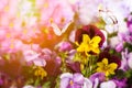 brothers flowers the pansy eyes Blossoms with butterfly. Spring background. Space for text Royalty Free Stock Photo