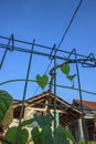 brotowali tree plant (Tinospora crispa, L.) that lives on a vine on an iron fence Royalty Free Stock Photo