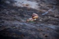 Broun Snail on wood 2