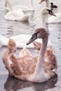 Broun young swan on the lake