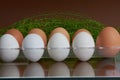 Brovn and white eggs Royalty Free Stock Photo