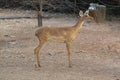 Brow-antlered Deer