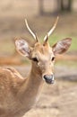 A Brow-Antlered Deer ( Cervus eldii) Portrait