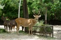 Brow antlered deer