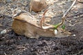 Brow-antlered deer (Eld's deer). Royalty Free Stock Photo