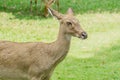 Brow-antlered deer