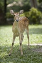 Brow-antlered deer