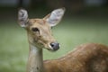 Brow-antlered deer head