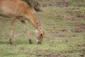 Brow-antlered Deer - Panolia eldii