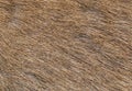 Brow-Antlered Deer skin texture.