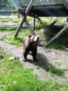 Brow Bear in park Royalty Free Stock Photo