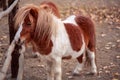 Brow miniature horse. Outdoors Royalty Free Stock Photo