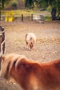 Brow miniature horse. Outdoors Royalty Free Stock Photo