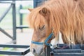 Brow miniature horse pony head closeup. Summer warm day outdoors Royalty Free Stock Photo