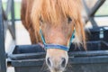 Brow miniature horse pony head closeup. Summer warm day outdoors Royalty Free Stock Photo