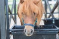 Brow miniature horse pony head closeup. Summer warm day outdoors Royalty Free Stock Photo