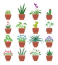 Browallia Clivia Collection Vector Illustration