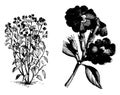 Browallia, Elata, flower, shrub, sepal, tabular vintage illustration Royalty Free Stock Photo