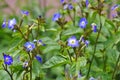 Browallia grandiflor a blue wildflower