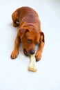 Pinč pes jesť kosť 