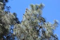 Browish pine cones of long needled pine tree. Royalty Free Stock Photo