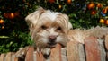 Browm dog Royalty Free Stock Photo