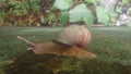 Browm snail with shall Royalty Free Stock Photo