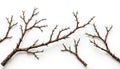 Brown acacia tree branches with sharp thorns are isolated on a white background. The prickly twigs create a natural abstract Royalty Free Stock Photo