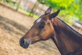 Brown Achal Teke horse sleeping in a shadow on a sunny day