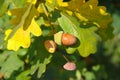 Brown acorn and a few caps of acorns hanging on the branch of an oak nut in autumn in Lithuania Royalty Free Stock Photo