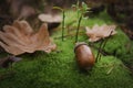 Brown acorn lies on a loose green pillow of moss near a brown leaf Royalty Free Stock Photo