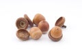 Brown acorns Royalty Free Stock Photo