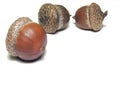 Brown Acorns Royalty Free Stock Photo